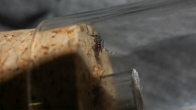 Asiatische_Tigermuecke_Aedes_albopictus_gefangen_in_Rovinj_Kroatien_Foto_Dorian_D_Doerge_Goethe_Universitaet.jpg Asiatische Tigermücke (Aedes albopictus)