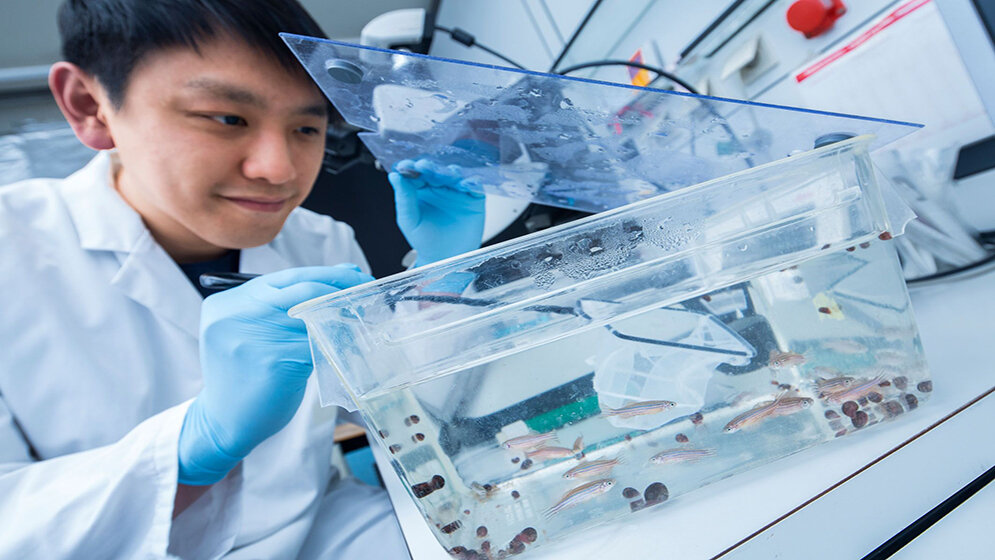 Chi_Chung_Wu_fischt_nach_Zebrafischen_Heiko_Grandel_Uni_Ulm_04022016.jpg Chi-Chung Wu fischt nach Zebrafischen