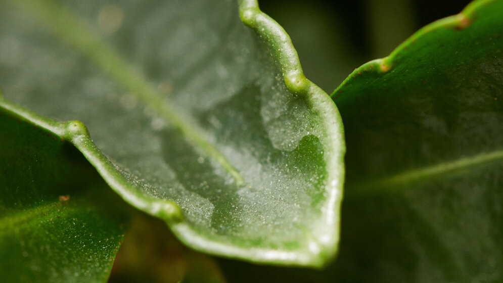Die_Blaetter_der_Korallenbeere_Ardisia_crenata_enthalten_den_Naturstoff_FR900359_Volker_Lannert_Uni_Bonn.jpg Korallenbeere (Ardisia crenata)