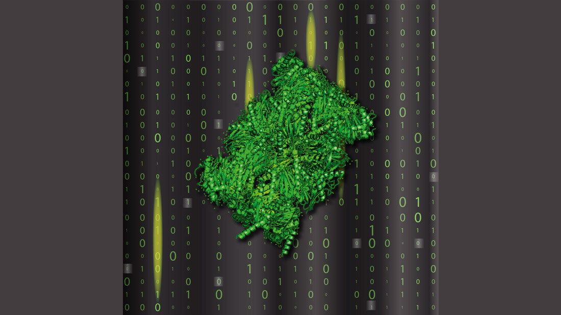 Proteasom.jpg Forscherinnen und Forscher identifizierten und quantifizierten Fragmente, die das Proteasom beim Proteinrecycling erzeugt und auch neu zusammenfügt.