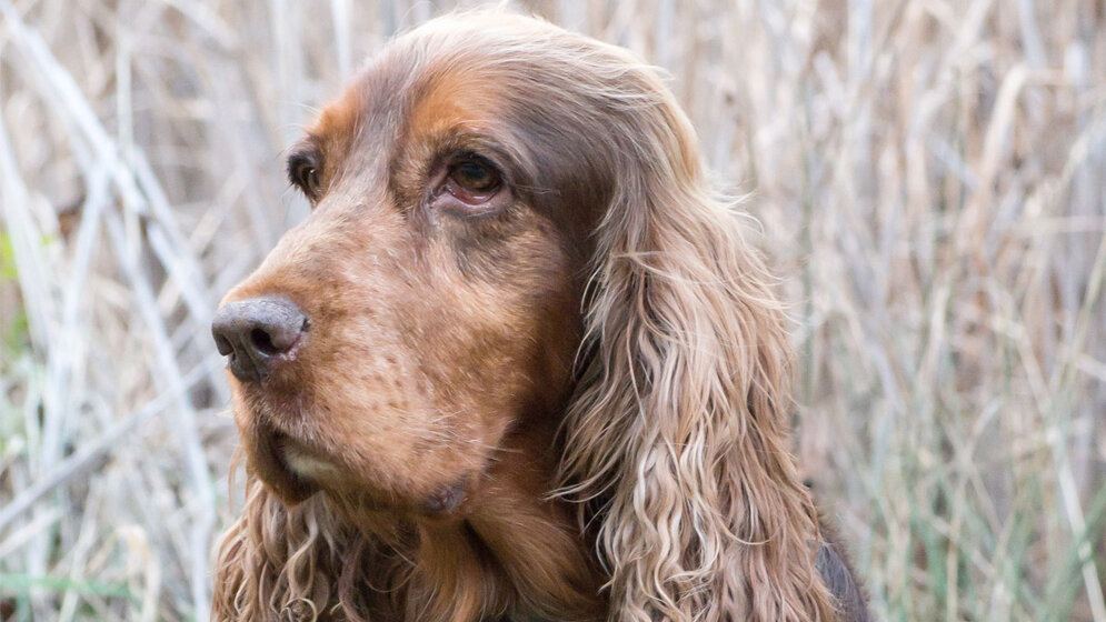 Parasiten_im_Hundekot_Susanna_Berger_Vetmeduni_Vienna.jpg Parasiten im Hundekot