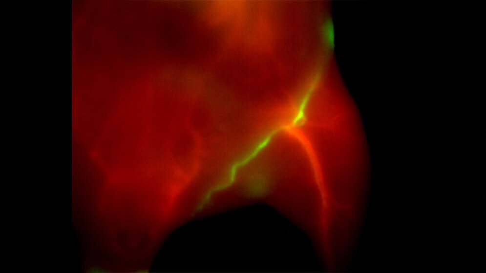 Echtzeit_Farb_SWIR_Bildgebung_von_Gefaessen_rot_und_Lymphbahnen_gruen_Helmholtz_Zentrum_Muenchen.jpg Echtzeit Farb-SWIR-Bildgebung