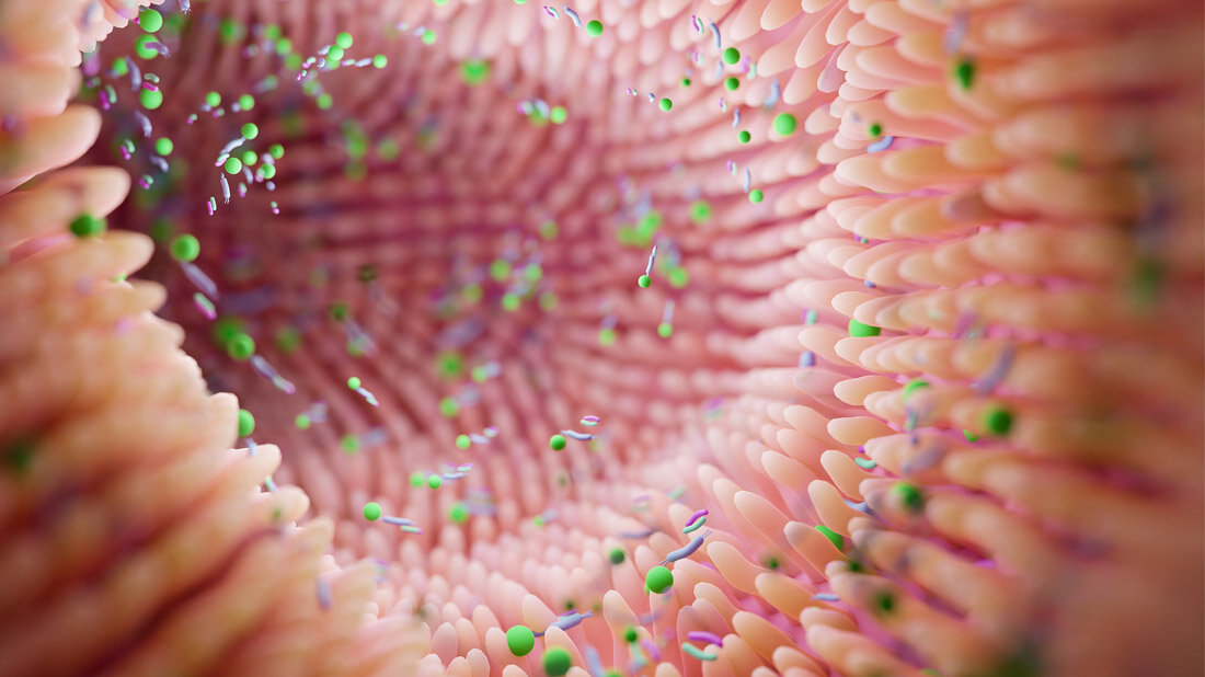 Darmmikrobiom.jpg Darmmikrobiom