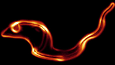 Erreger_der_Schlafkrankheit_Tim_Krueger_und_Markus_Engstler.jpg Trypanosomen