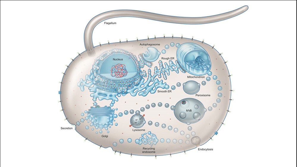 Eukaryotische_Zelle_Sven_Gould_Trends_in_Microbiology_04042016.jpg Eukaryotische Zelle