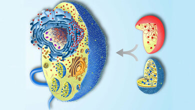 eukaryotische_Zelle_zwei_Prokaryoten_William_Martin_05042016.jpg Eukaryotische Zelle und zwei Prokaryoten