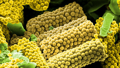 Die_zylinderfoermigen_Wirkstoff_Transporter_Marc_Schneider_Nano_Bio_Net.jpg Zylinderförmige Wirkstoff-Transporter