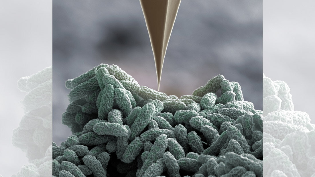 Pseudomas.jpg Pseudomonas-Bakterien werden mit einer spitzen „Nadel“ gepiekst.