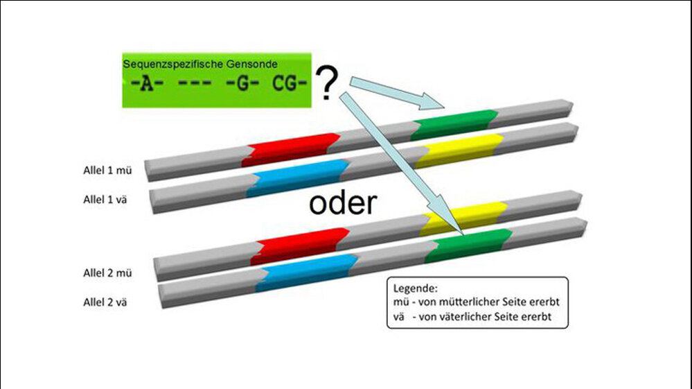 heterozygote Beispiele