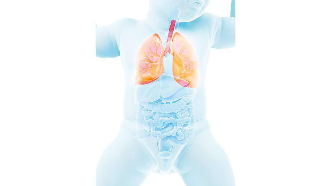 Röntgen des Thorax bei Kleinkindern –
so geht es ganz einfach Schematische Darstellung des Thorax eines Kleinkindes mit Hervorhebung der Atemwege