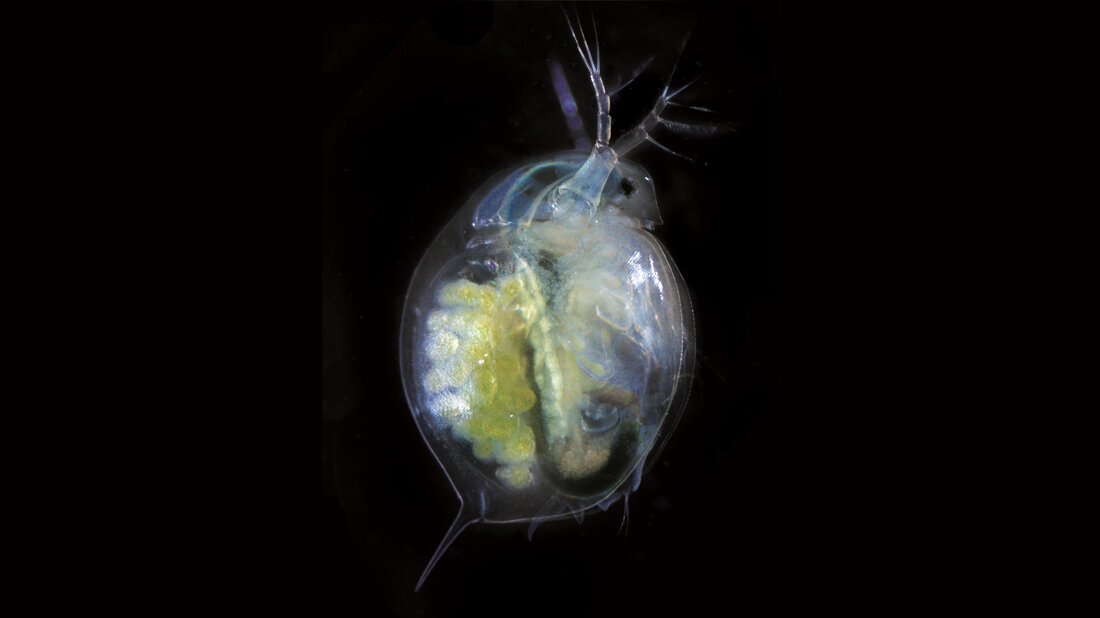 Wasserfloh.jpg Großer Wasserfloh (Daphnia magna).