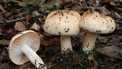 Orange_Schneckling_Von_H_Krisp__Eigenes_Werk_CC_BY_3_0_Wikimedia.jpg Orange-Schneckling