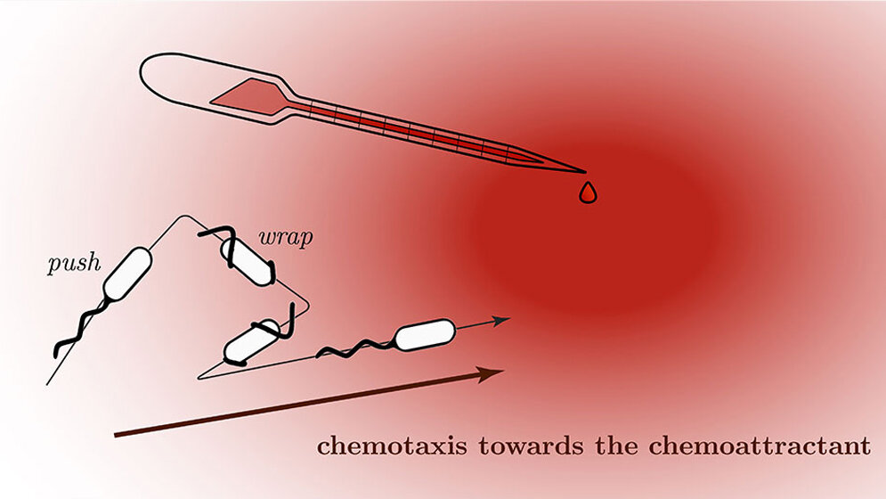Schematische_Darstellung_eines_Bakteriums_mit_Flagellen_Dr_Robert_Grossmann.jpg Schematische Darstellung eines Bakteriums mit Flagellen