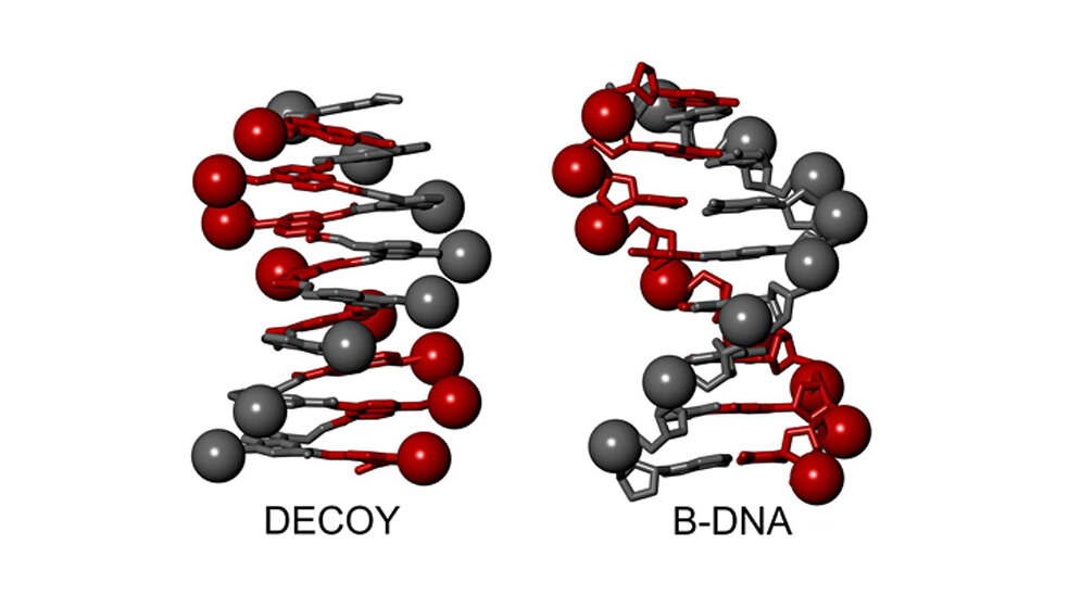 B_DNA_Doppelhelix_und_ein_Foldamer_Ivan_Huc_LMU.jpg B-DNA-Doppelhelix und ein Foldamer