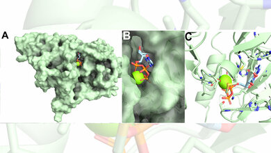pUL97_in_Oberflaechenpräsentation_Vergroesserung_Bindestellen_definierende_Aminosaeuren_AGProf_Dr_Marschall.jpg pUL97 in Oberflächenpräsentation