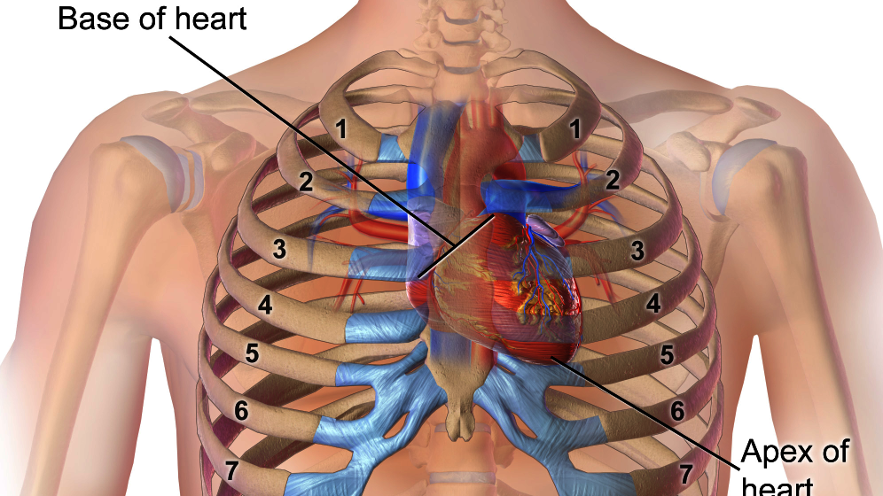 Blausen_0467_HeartLocation.png Herz