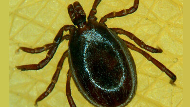 Ein_Maennchen_der_Zecke_Ixodes_ricinus_Dagmar_Voigt.jpg Ein Männchen der Zecke Ixodes ricinus