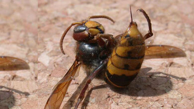 Hornisse.jpg Hornisse mit Stachel