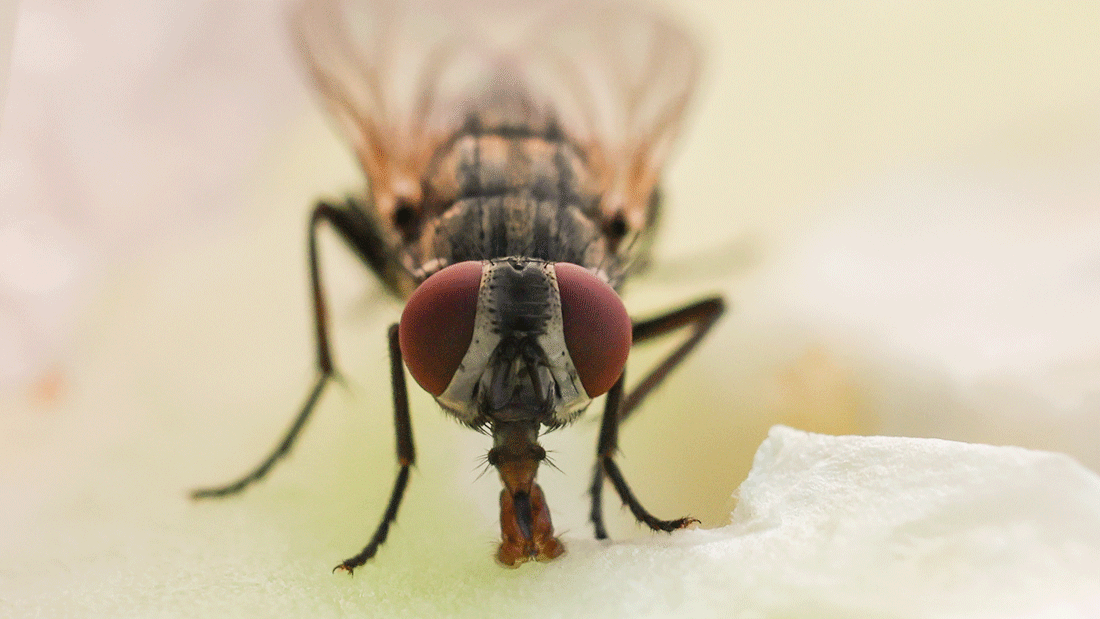 AdobeStock_1317339048.gif Eine Stubenfliege auf der Suche nach Nahrung