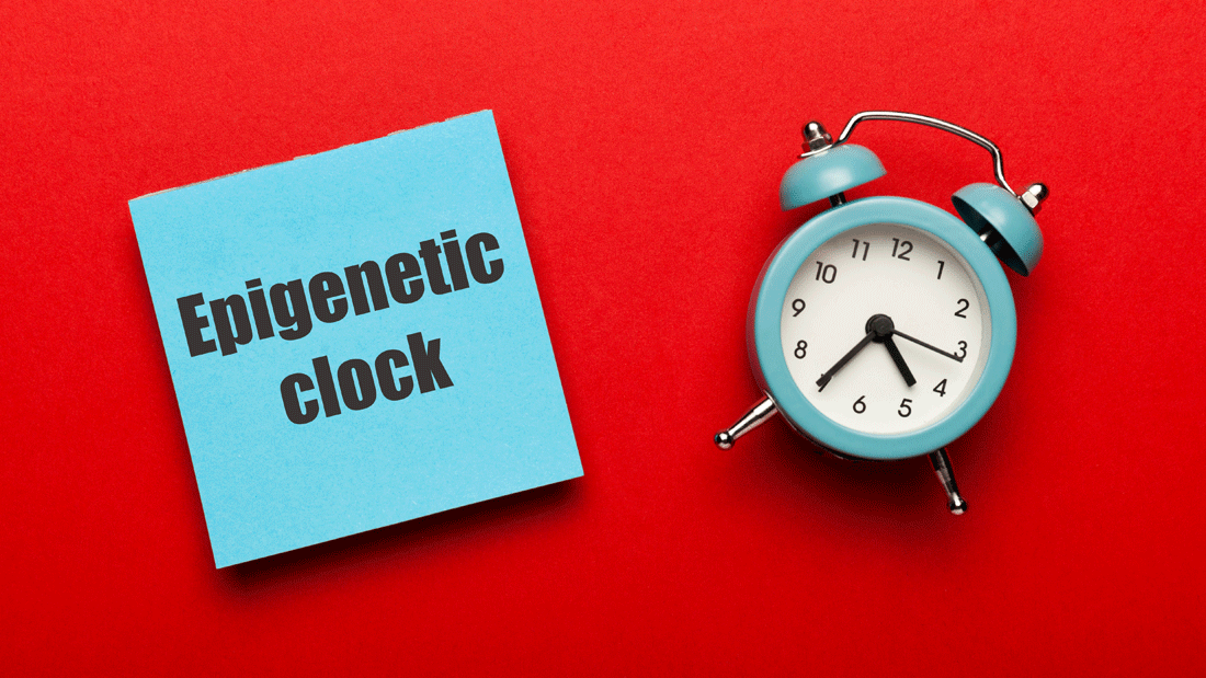 AdobeStock_311427468.gif Blauer Wecker neben Notizzettel mit „Epigenetic clock“ auf rotem Hintergrund