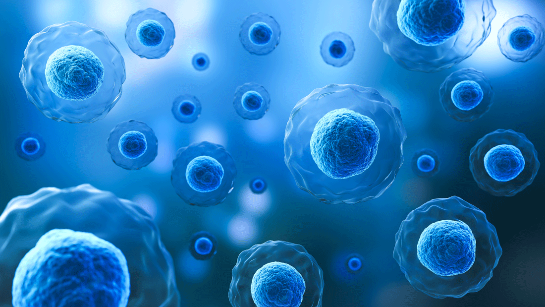 AdobeStock_500730638.gif Illustration zahlreicher blau dargestellter Zellen mit sichtbarem Zellkern in einer flüssigen Umgebung