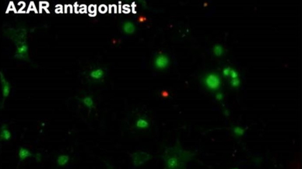 Zugabe_von_Coffein_Blockierung_Adenosin_A2A_Rezeptoren__reduziert_Zellsterblichkeit_Prof_Outeiro_CNMPB_18032016.jpg Coffein löst Blockierung von Adenosin A2A-Rezeptoren aus