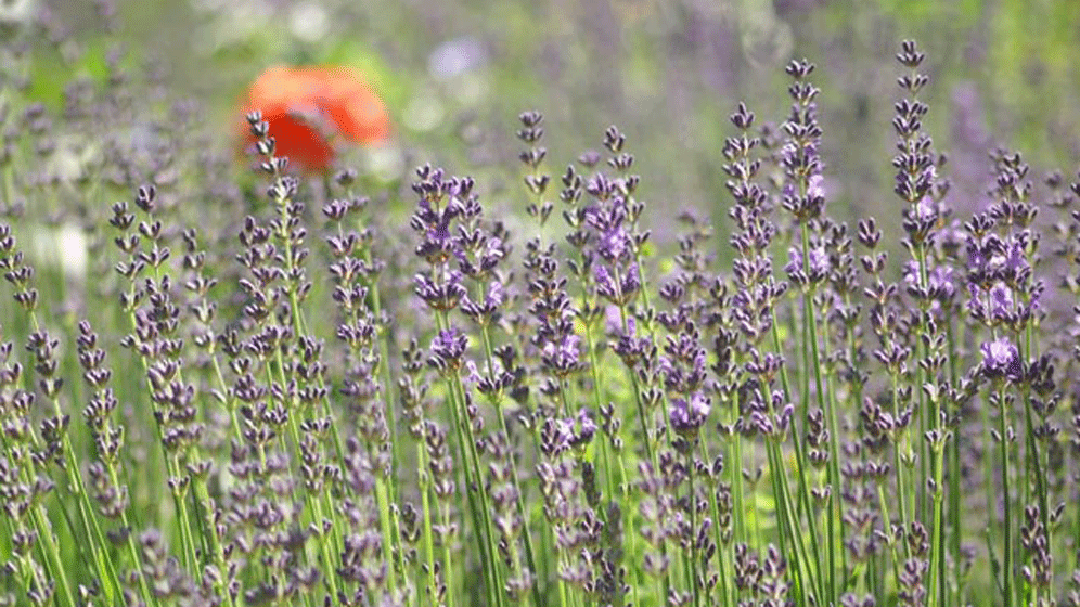 Lavendel-Niedenthal-_klein_.gif Lavendel