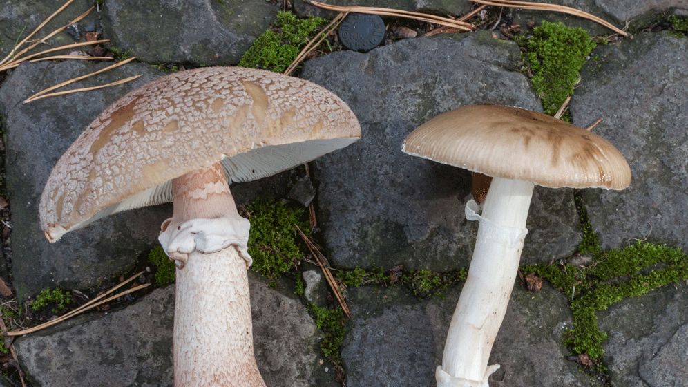 2019_10_26_PerlpilzPantherpilz_RG.gif Pilzvergiftung