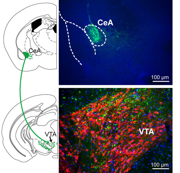 CRH_Neuronen_des_zentralen_Mandelkerns_CeA_gruen.jpg CRH Neuronen des zentralen Mandelkerns