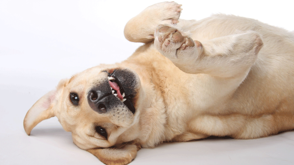 AdobeStock_20322764.gif Händewaschen - Tiere