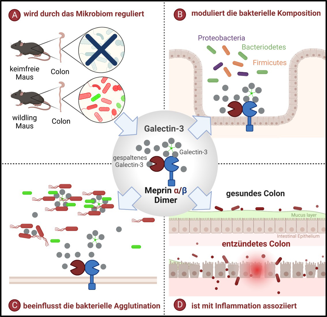Galectin3.jpg Homöostase des Wirtsmikrobioms