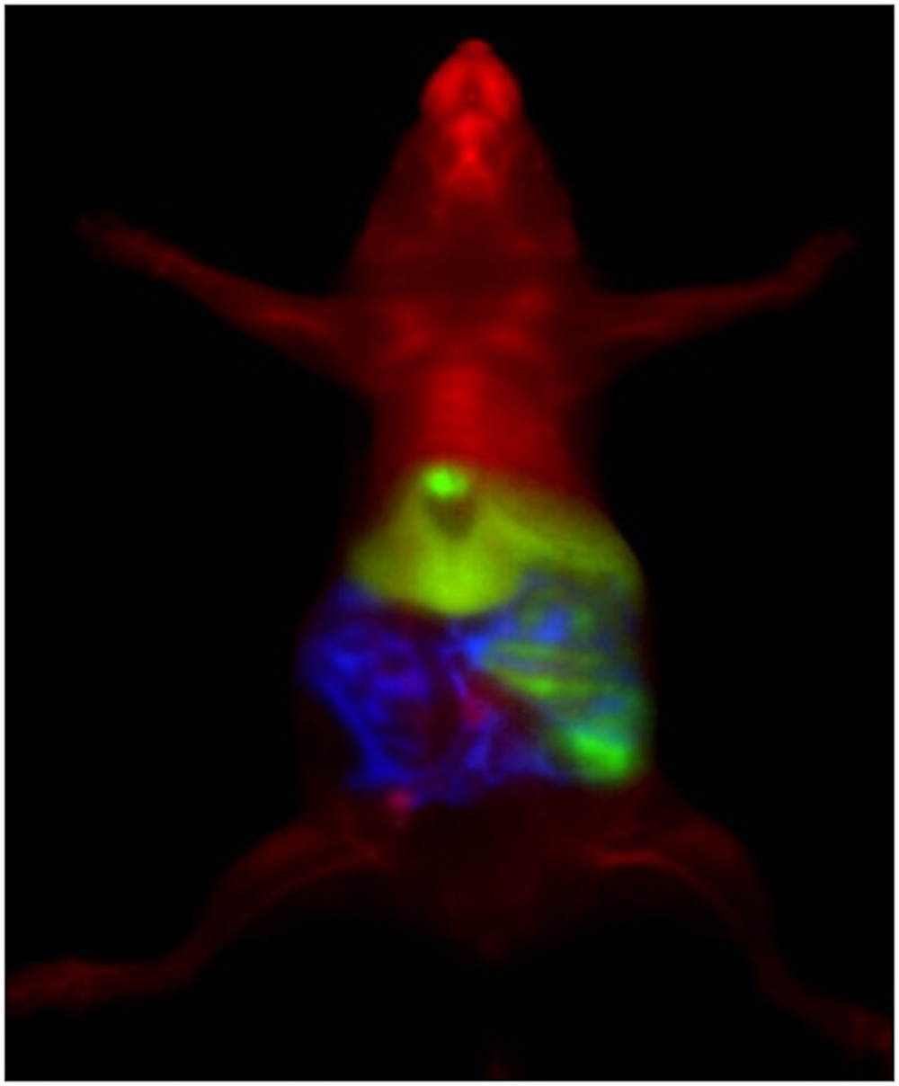 Maus.jpg Echtzeit Farb-SWIR-Bildgebung einer Maus