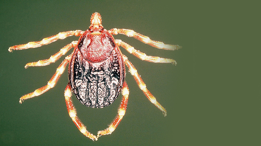 hyalomma_Alan_R_Walker_Eigenes_Werk_CC_BY_SA_3_0_commons_wikimedia.jpg Krim-Kongo-hämorrhagisches-Fieber-Virus (CCHFV)