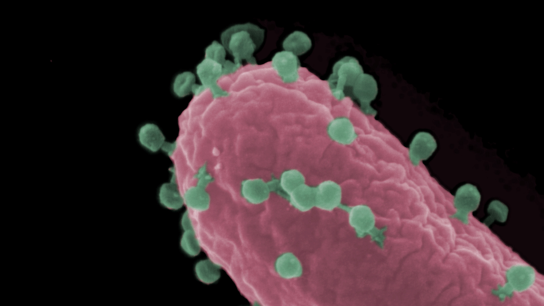 newsimage414703.gif Rasterelektronenmikroskopische Aufnahme einer Escherichia coli-Zelle (rot), die von Bakteriophagen (grün) infiziert wird